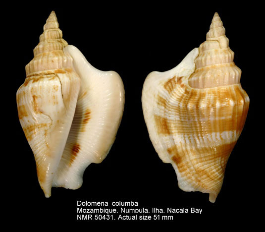 Dolomena columba (3).jpg - Dolomena columba (Lamarck,1822)